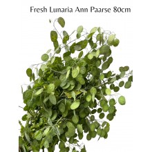 Fresh Lunaria Anne Paarse Fresh Lunaria Anne Paarse