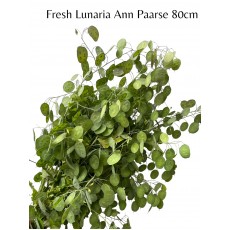 Fresh Lunaria Anne Paarse