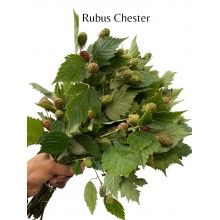 Rubus Chester Rubus Chester
