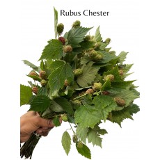 Rubus Chester