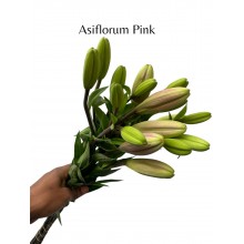 Lily - Asiflorum Pink 