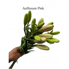 Lily - Asiflorum Pink 