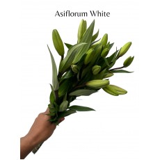 Lily - Asiflorum White 