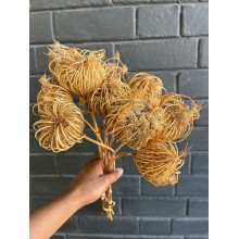 Dried Ammi Majus Natural 