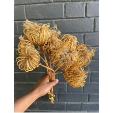Dried Ammi Majus Natural 