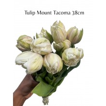 Tulip (du) Mount Tacoma 