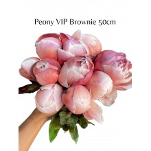 Peony VIP Brownies 50cm