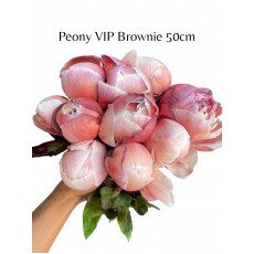 Peony VIP Brownies 50cm