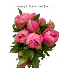 Peony L Sorbonne