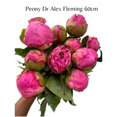 Peony - Dr Alexander Flemming 