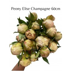 Peony Elise Champagne