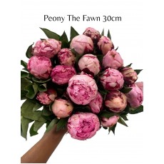 Peony - The Fawn 30cm