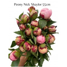 Peony - Nick Shaylor 55cm