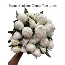 Peony Madame Claude Tain Peony Madame Claude Tain