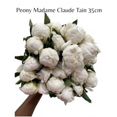 Peony Madame Claude Tain