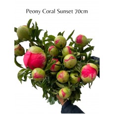 Peony Coral Sunset 70cm