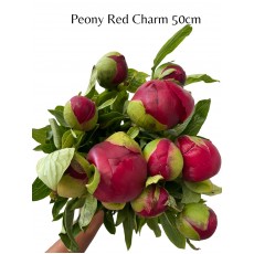 Peony - Red Charm 50cm