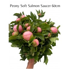 Peony - Soft Salmon Saucer 60cm 