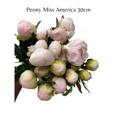 Peony - Miss America 30cm