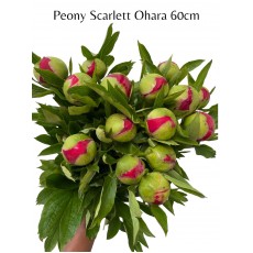 Peony - Scaelett Ohara  60cm