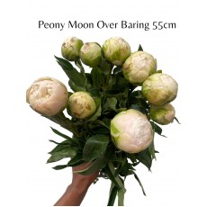 Peony - Moon Over Barring 55cm