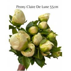 Peony Claire De Lune