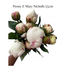 Peony - Mary E Nicholls Peony - Mary E Nicholls