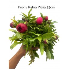 Peony - Rubra Plena 35cm