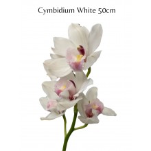 Cymbidiums 5 - 6 buds White 