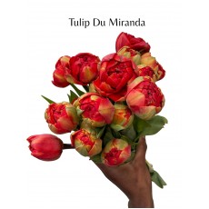 Tulip Du Miranda