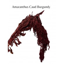 Preserved Amaranthus Caud Burgundy