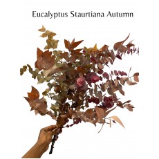 Preserved Eucalyptus Stuartiana Autumn 