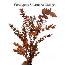 Preserved Eucalyptus Stuartiana Orange