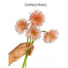 Gerbera Honey 