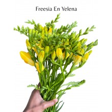Freesia Yelena