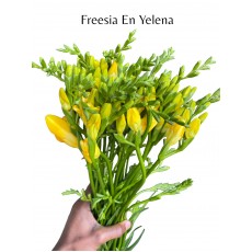Freesia Yelena