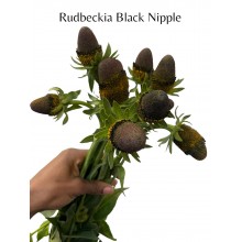 Rudbeckia Black Nipple