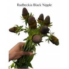 Rudbeckia Black Nipple