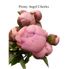 Peony Angel Cheeks