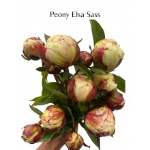Peony - Elsa Sass