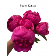 Peony - Kansas