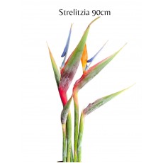 Strelitzia Orange 