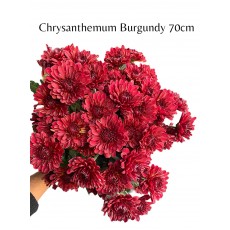 Chrysanthemum Santini Yin Yang Burgundy 