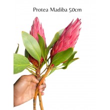 Protea - Madiba 