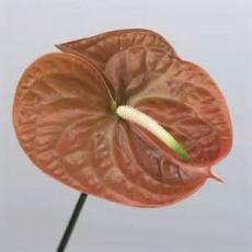 Anthurium Cognac 
