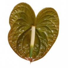 Anthurium Olivius 