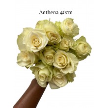 Anthena Rose 