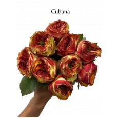 Cubana 