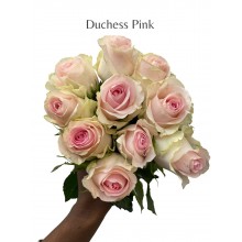 Duchess Pink 