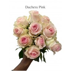 Duchess Pink 